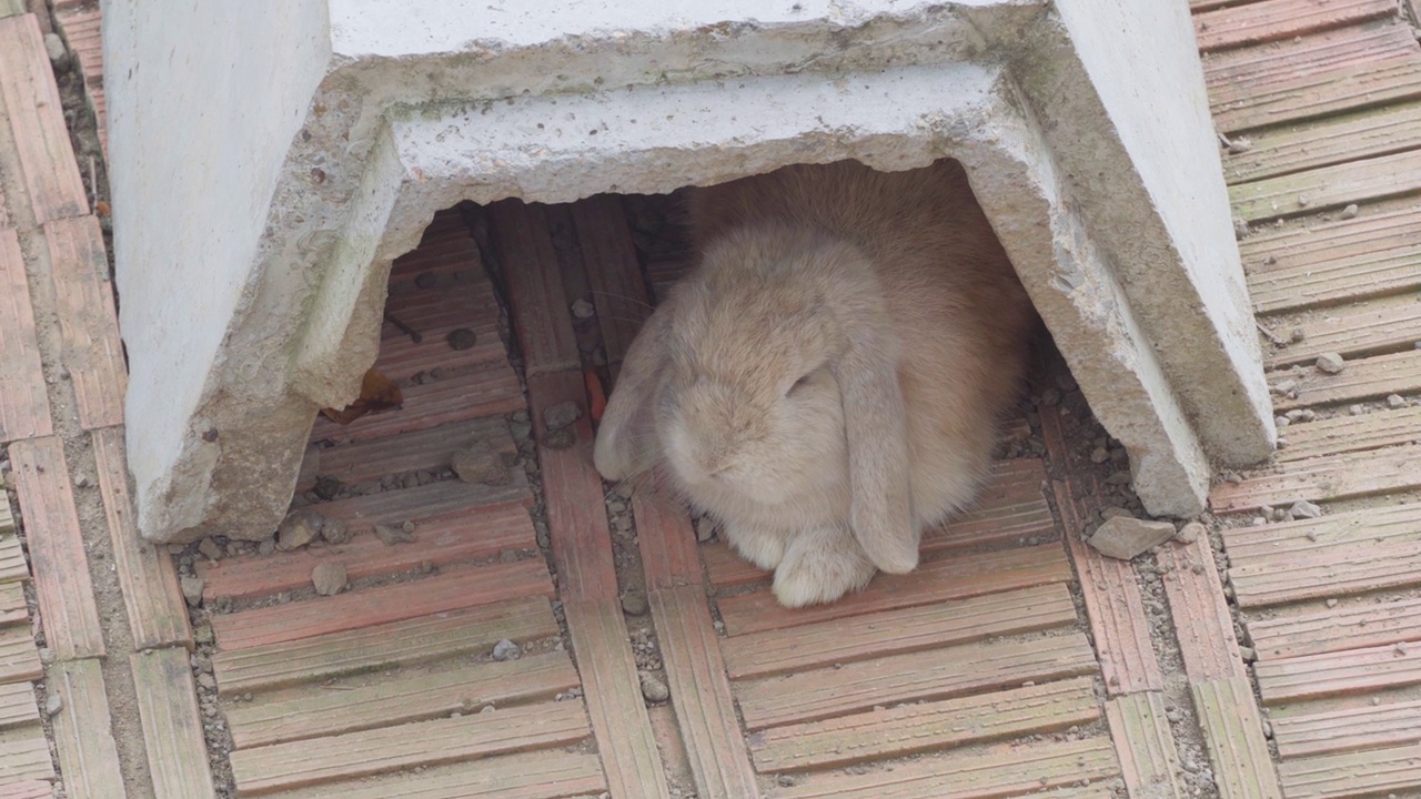 一只长耳朵的棕色兔子躲在一个大笼子里的混凝土隧道里休息。视频素材