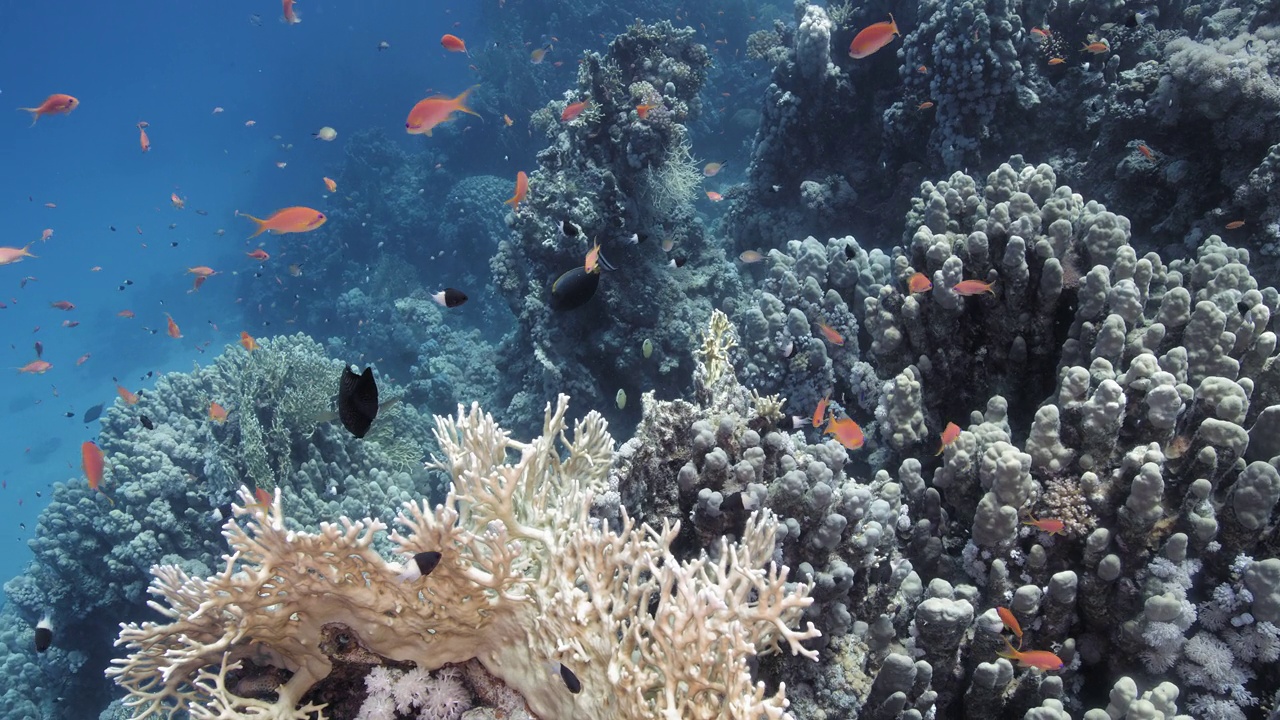 水下彩色鱼类在珊瑚附近游泳的镜头视频下载