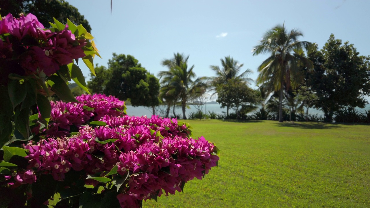 在热带海滩旁，盛开的三角梅花挂在郁郁葱葱的绿草上视频素材