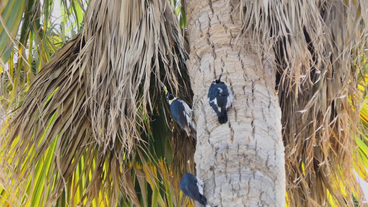 啄木鸟在高大的棕榈树树干上寻找食物视频下载