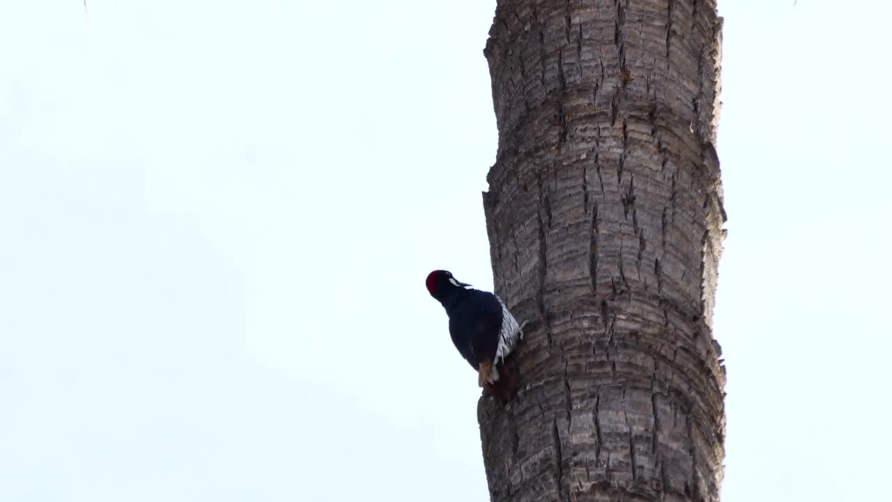 啄木鸟在一棵高大的棕榈树树干上寻找虫子视频下载