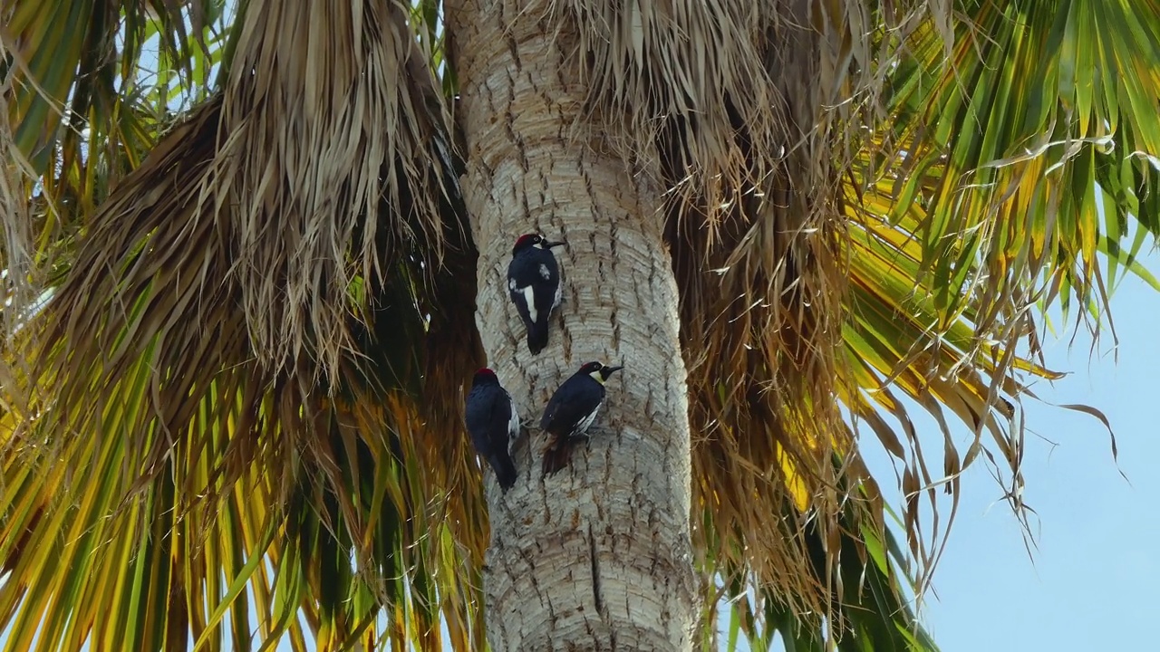 三只啄木鸟在一棵高大的棕榈树树干上寻找蛴螬视频下载
