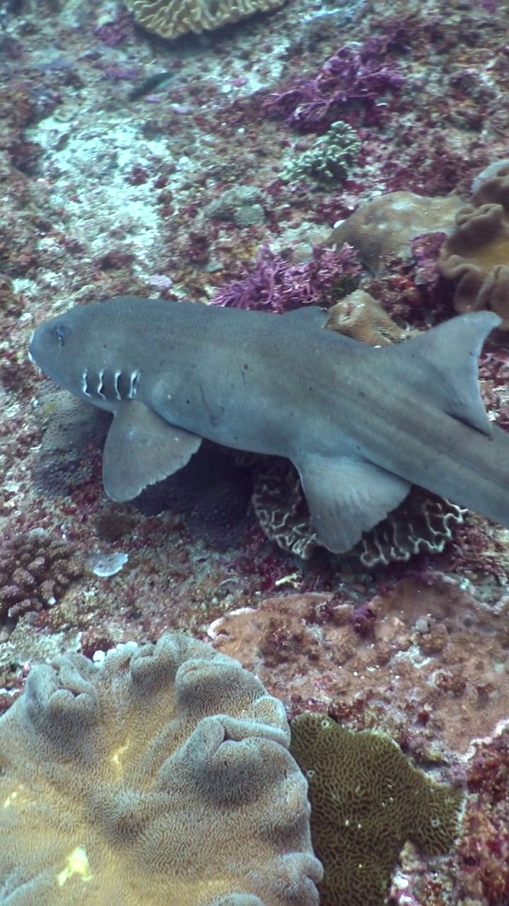 垂直视频的黄褐色护士鲨(Nebrius ferrugineus)游过珊瑚礁视频下载