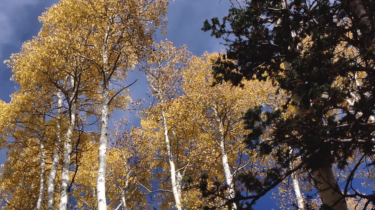 金色树叶的桦树在微风中飘动视频下载