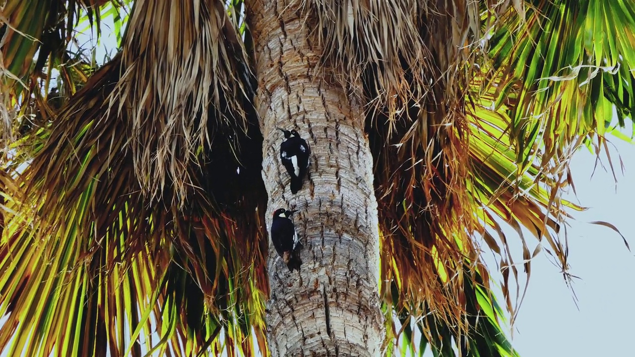 两只啄木鸟在一棵高大的棕榈树树干上寻找虫子视频下载