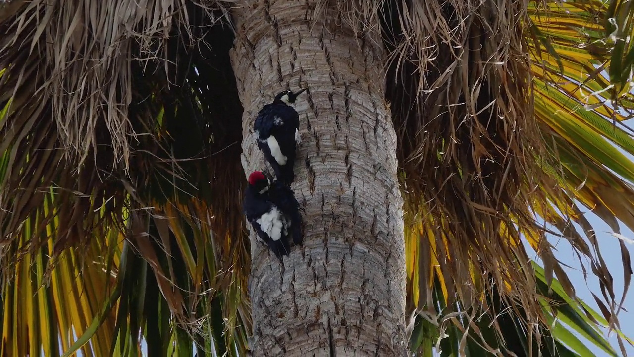 四只啄木鸟在一棵高大的棕榈树树干上寻找蛴螬视频下载
