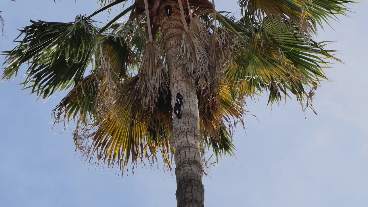 三只啄木鸟在一棵高大的棕榈树树干上寻找蛴螬视频下载