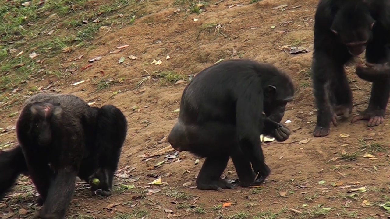 乌干达一群有趣的黑猩猩在大自然中吃东西视频素材