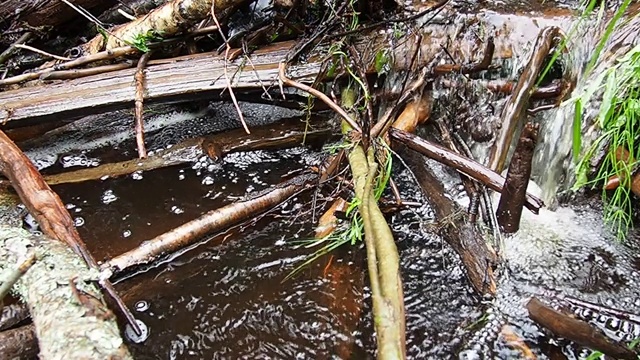 海狸水坝由海狸在河或小溪上筑起的海狸水坝水在起泡沫。水的慢动作。筑坝材料为木、枝、叶、草、淤泥、泥、石。卡累利阿的自然视频素材