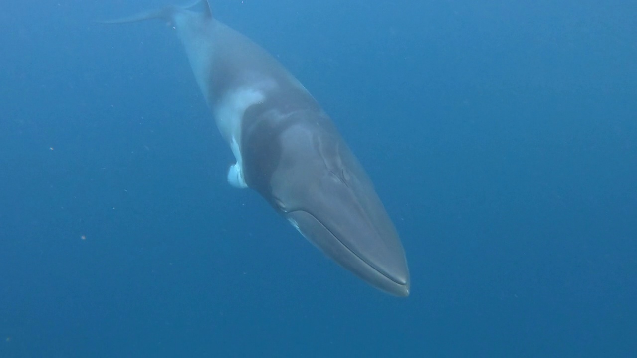 大堡礁海洋公园，小须鲸游向摄像机。视频素材