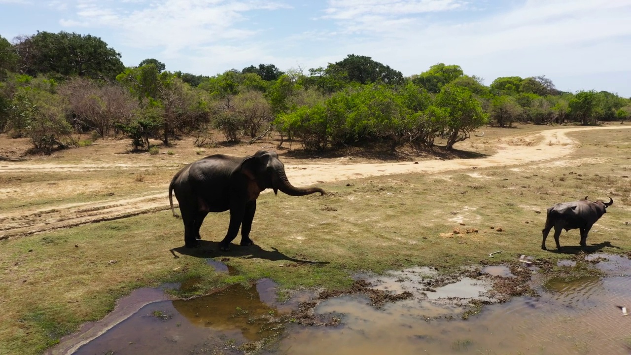 斯里兰卡的野生大象。视频素材