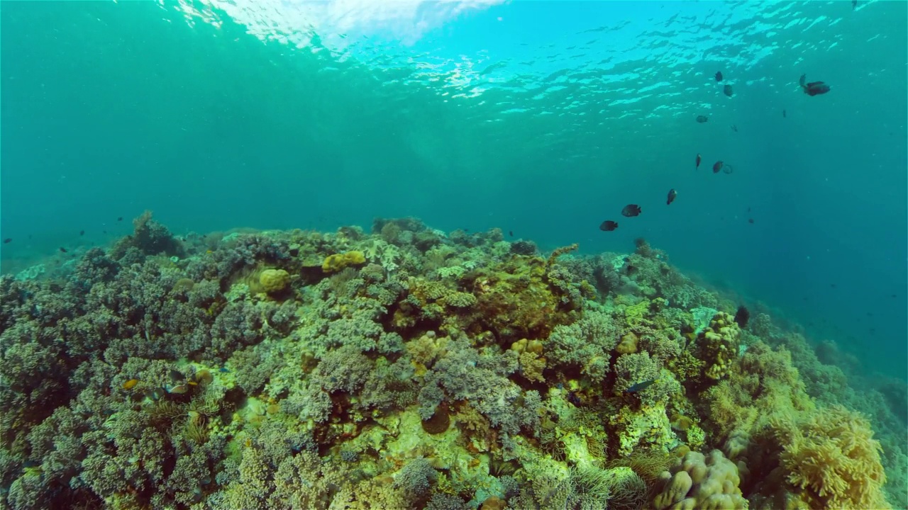 珊瑚礁和热带鱼。菲律宾。视频下载