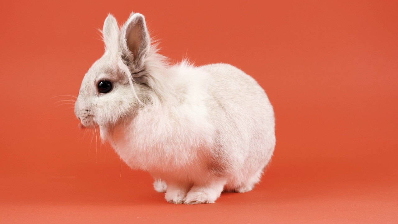 装饰家兔坐在橙色背景上。可爱的小兔子四处张望。健康动物和宠物概念。复活节。2023年的新年标志视频下载