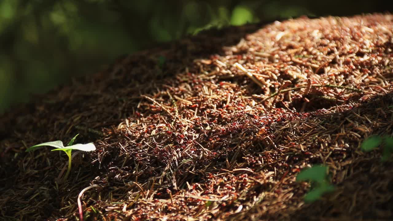蚂蚁山电影的样子——许多蚂蚁在山上移动。阳光透过树木照到场景上视频下载