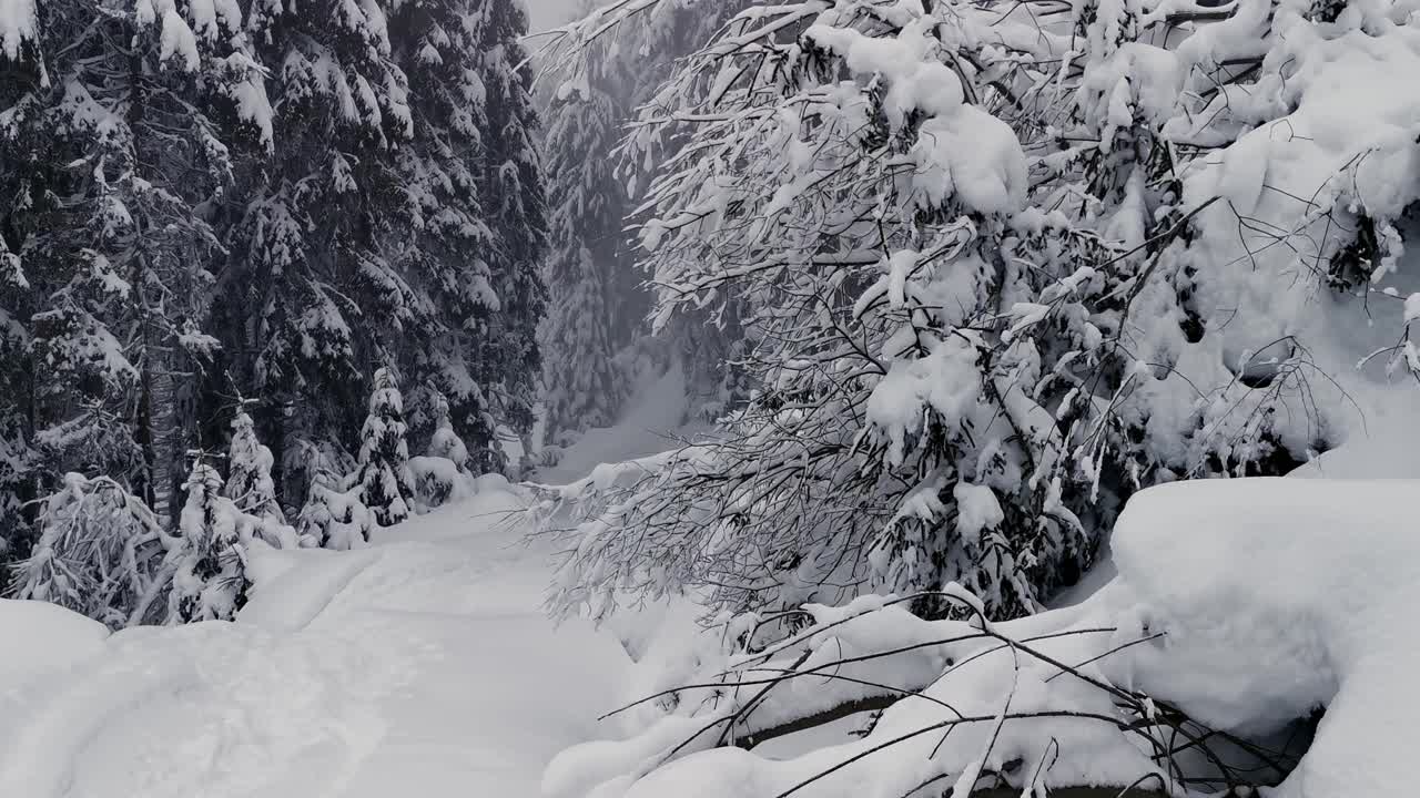 雪地里的春天适合徒步旅行者。视频素材