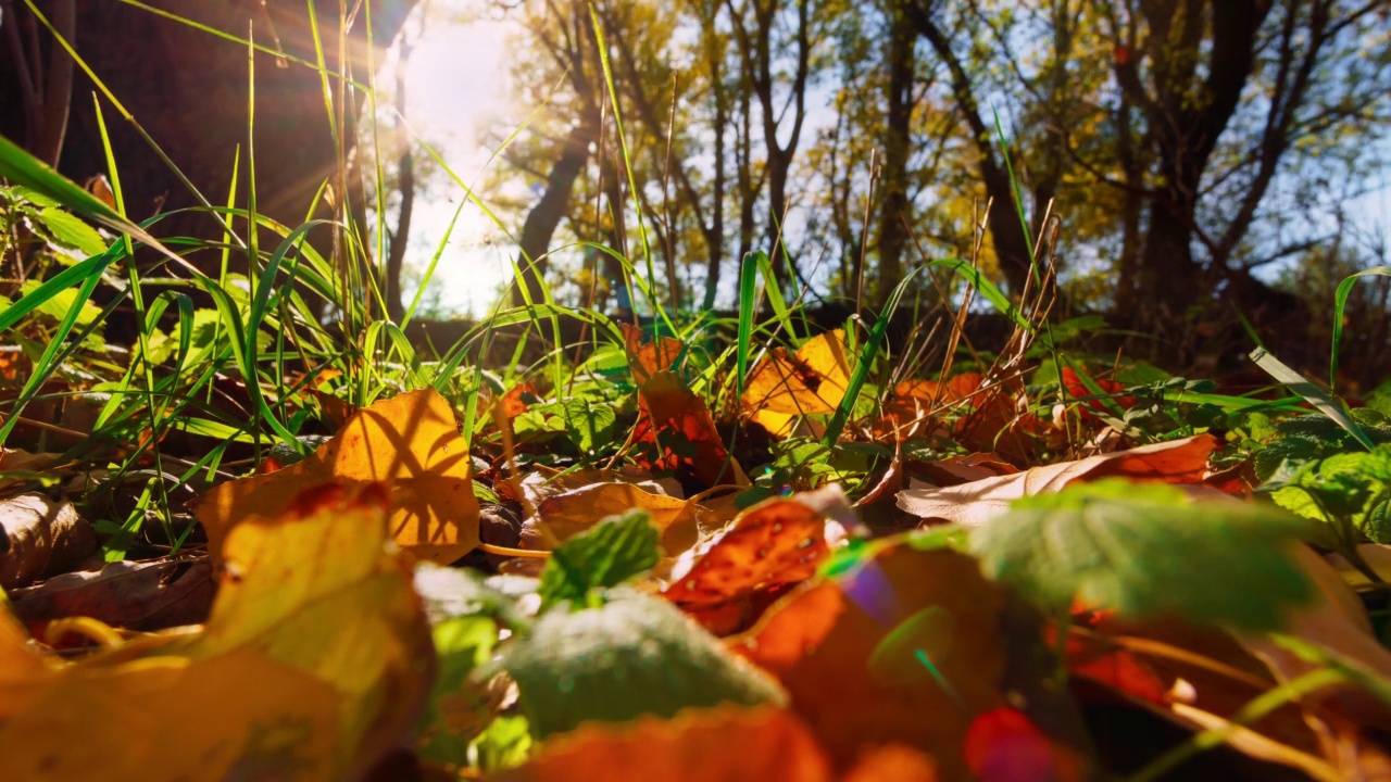 黄色秋色的树叶和树木特写，森林中明亮的阳光的流逝，美丽的秋天景观，秋天的自然视频素材