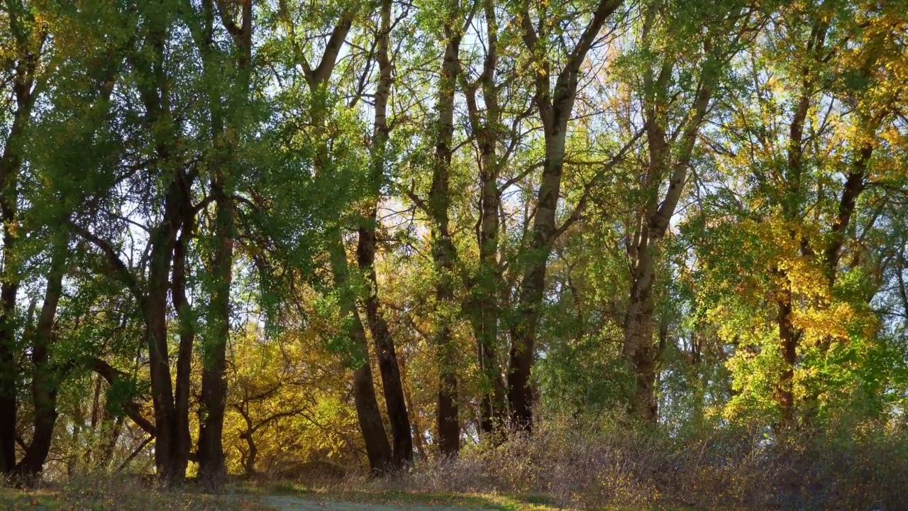美丽的自然，秋天的风景——明亮的阳光在森林里，黄色的树叶和树木视频素材