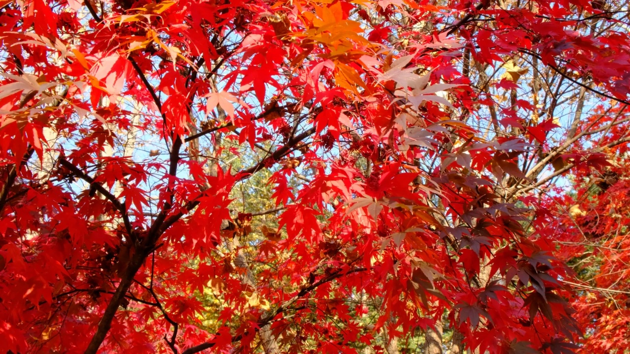 秋天树上的叶子是红色的。视频下载