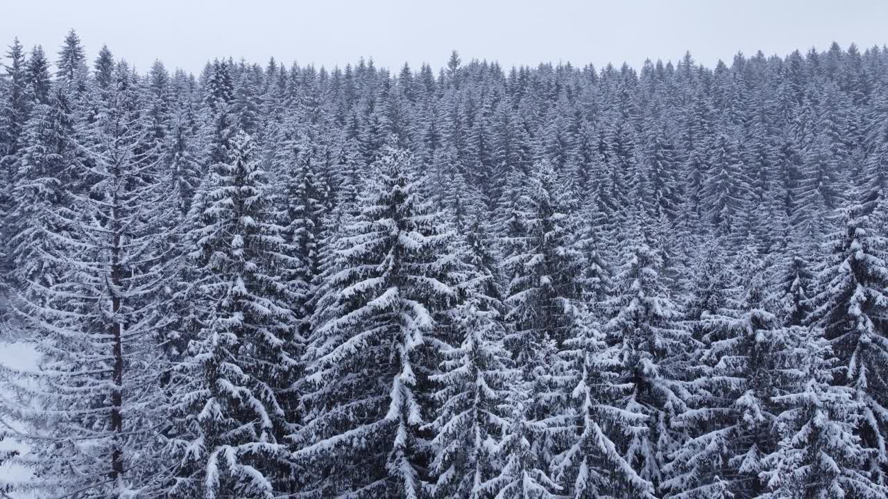 鸟瞰雪林与冬季山路。视频素材