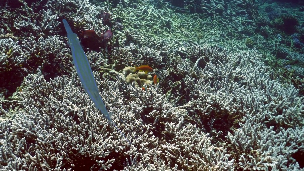在多样珊瑚海景中的光滑角鱼(commersonii)。视频下载