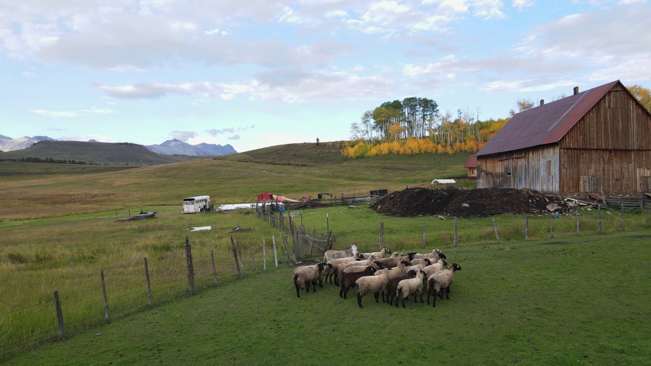 秋天的一天，在靠近特柳莱德的科罗拉多州西南部落基山脉的一片草地上，一小群家羊穿过畜栏，杨树在颤抖视频下载