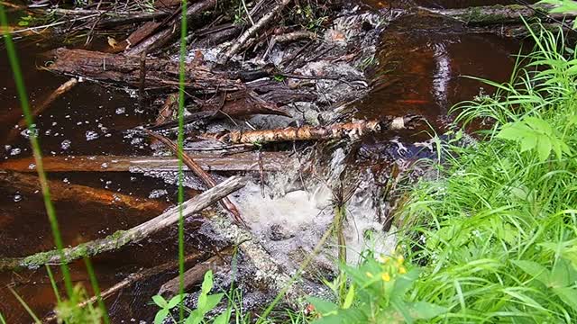 河堤:海狸在河流或小溪上筑起的河堤，用以抵御捕食者，并便于冬季觅食筑坝材料为木、枝、叶、草、淤泥、泥、石。视频素材