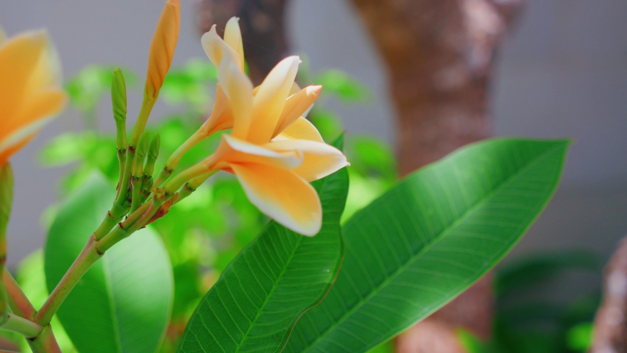 热带花园的鸡蛋花长在树上。印度尼西亚巴厘岛的绿色植物。特写慢镜头。视频素材