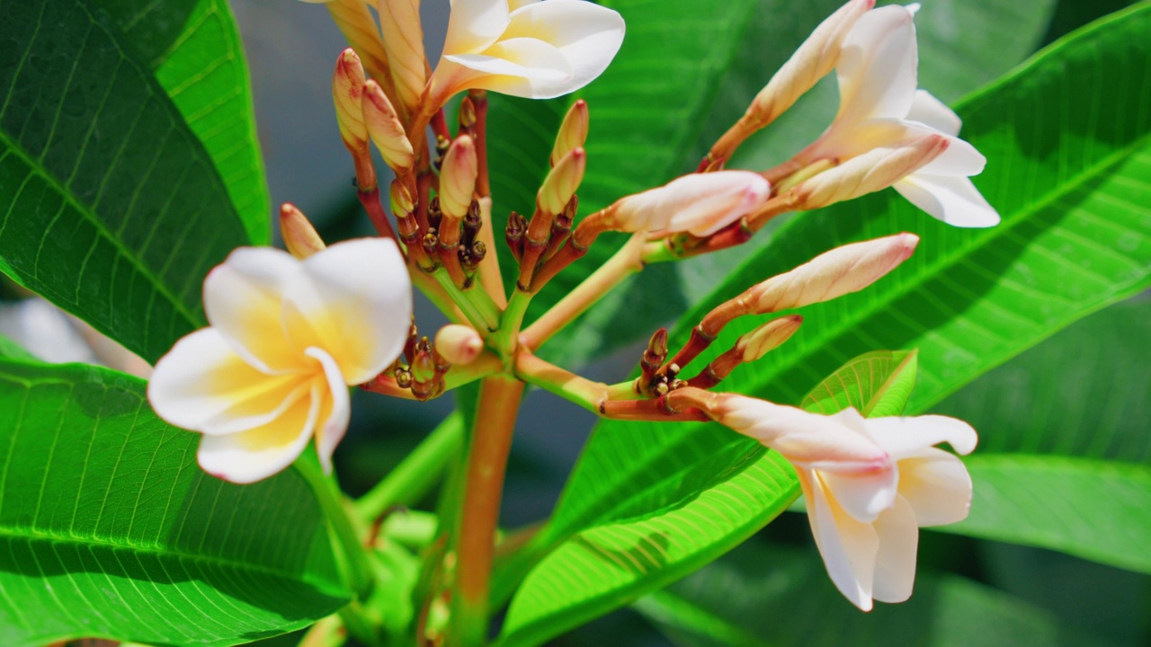 春天开花的热带鸡蛋花在树枝上的白色花朵。印度尼西亚巴厘岛的绿色外来植物。特写慢镜头。手持镜头。视频素材