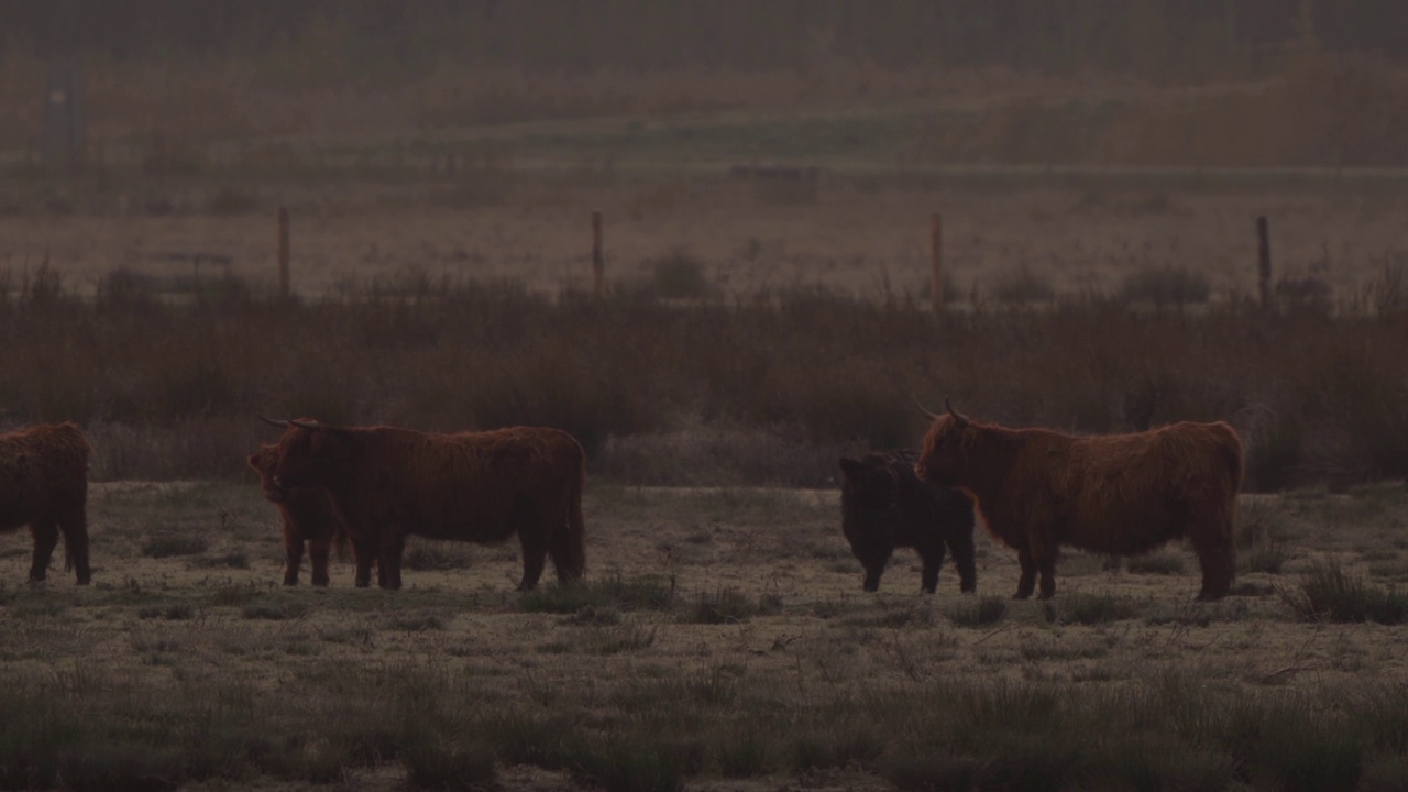 日出时分，苏格兰高地的牛群站在自然保护区视频素材