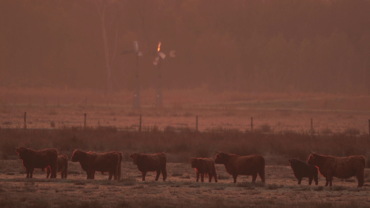 日出时分，苏格兰高地的牛群站在自然保护区视频素材