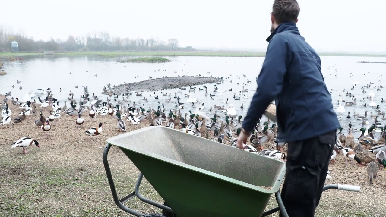 在英国兰开夏郡奥姆斯科克的马丁米尔野禽保护区，一位管理员向聚集在一起准备喂食的鸭子、鹅和大天鹅扔粮食。视频下载