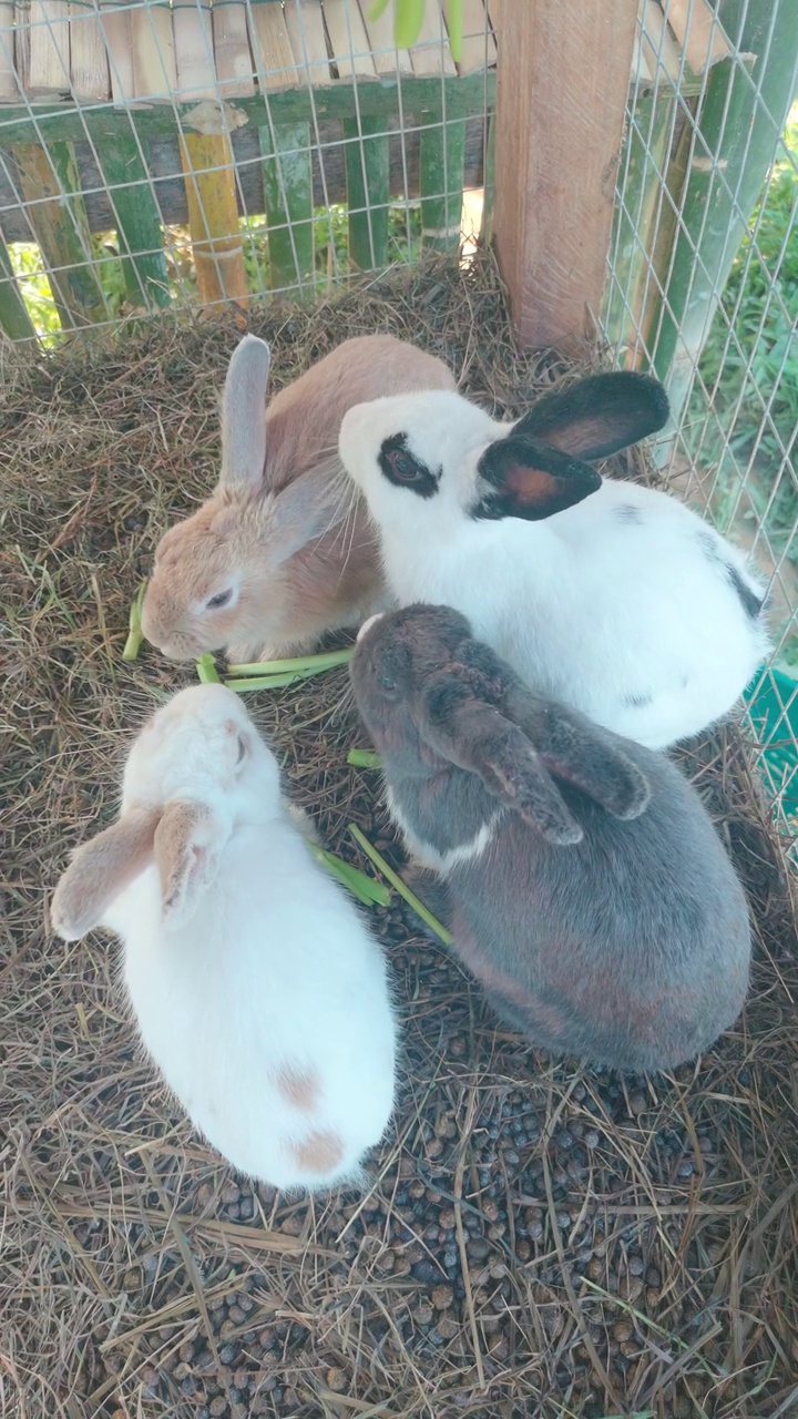 四只被关在笼子里挣扎着吃蔬菜的兔子，垂直视频。视频下载