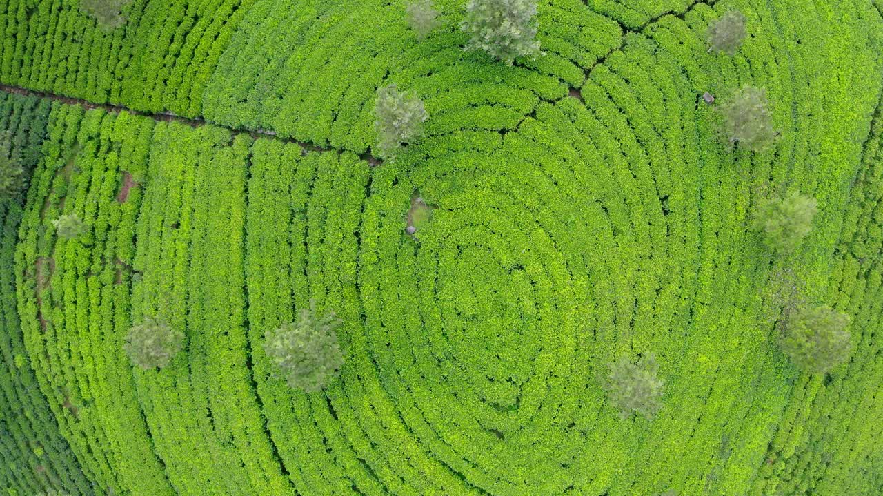 锡兰绿茶种植园飞行无人机观看4K镜头。异国他乡旅游或种植茶叶的农业概念。斯里兰卡的Haputale。视频素材