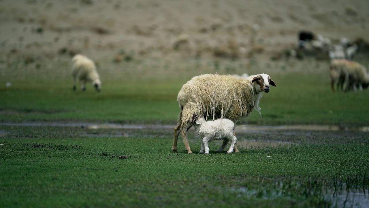 在中国西藏雪山脚下吃草的绵羊视频下载
