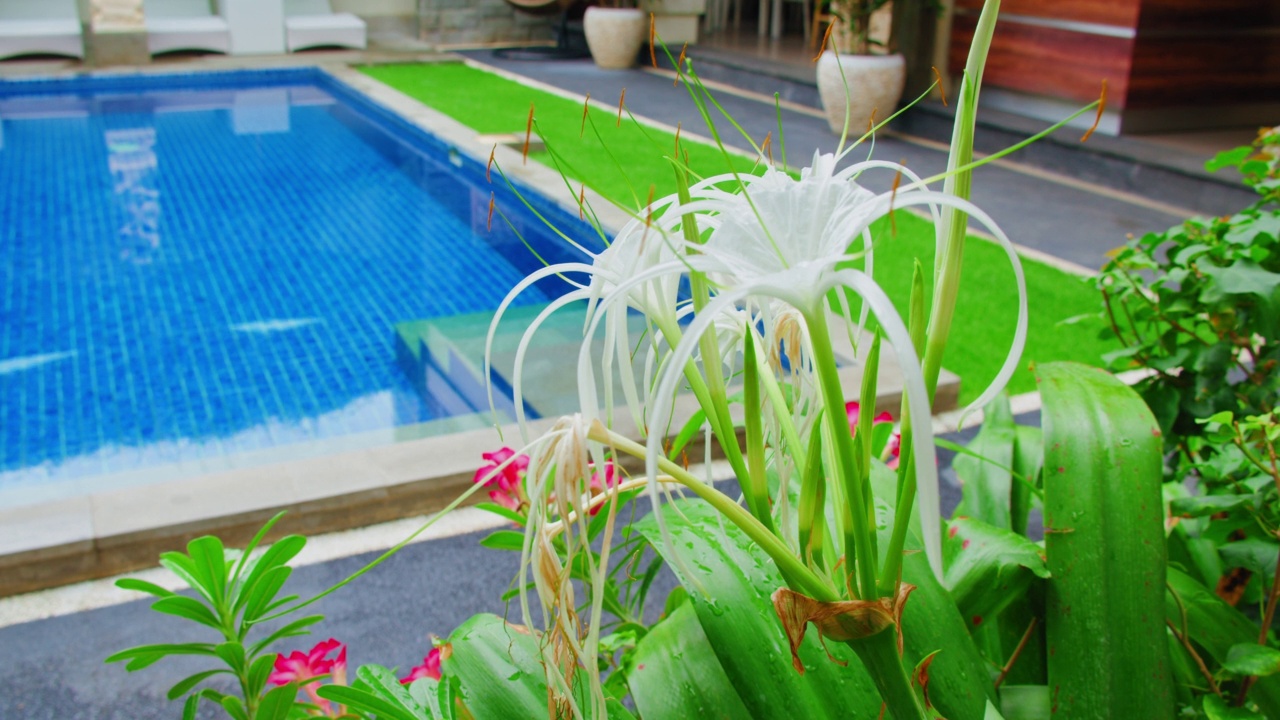热带花园花卉与游泳池背景。度假胜地放松平静的度假理念。视频下载