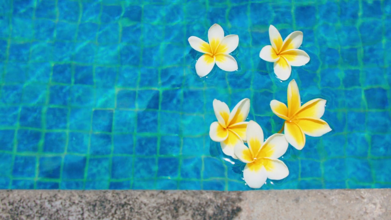 异国情调的白色鸡蛋花在一池清澈的蓝色水面上。特写镜头。静态视图。热带的背景。视频下载