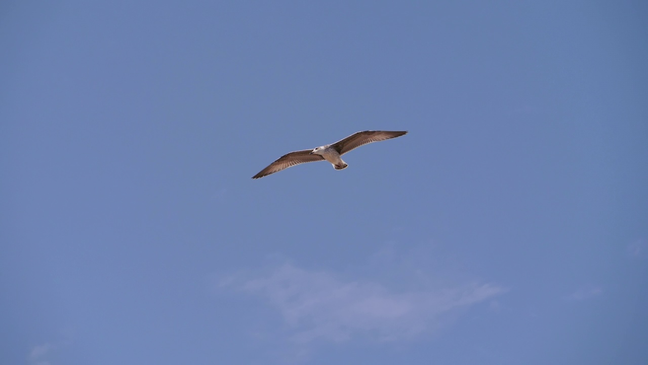一只海鸟在蓝天白云的衬托下飞翔。视频素材