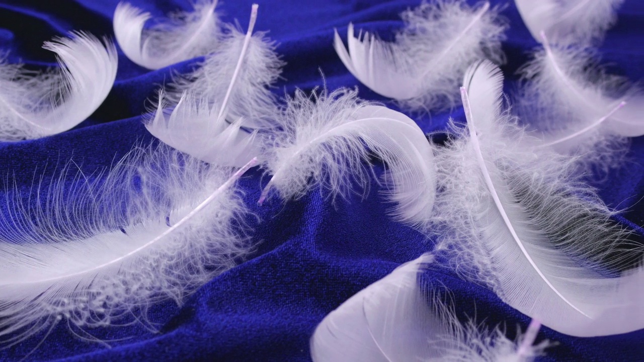 蓝色天鹅绒上的白天鹅羽毛。视频下载