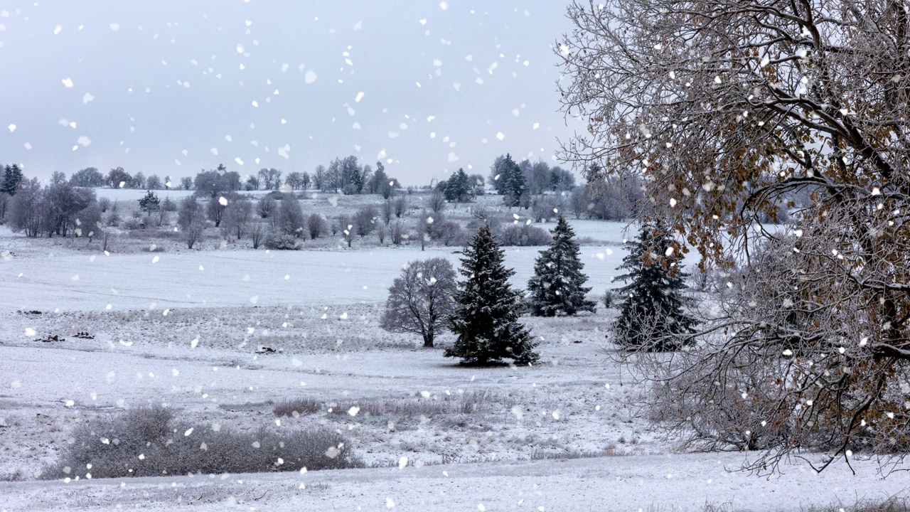 雪中树木的全景景观视频下载