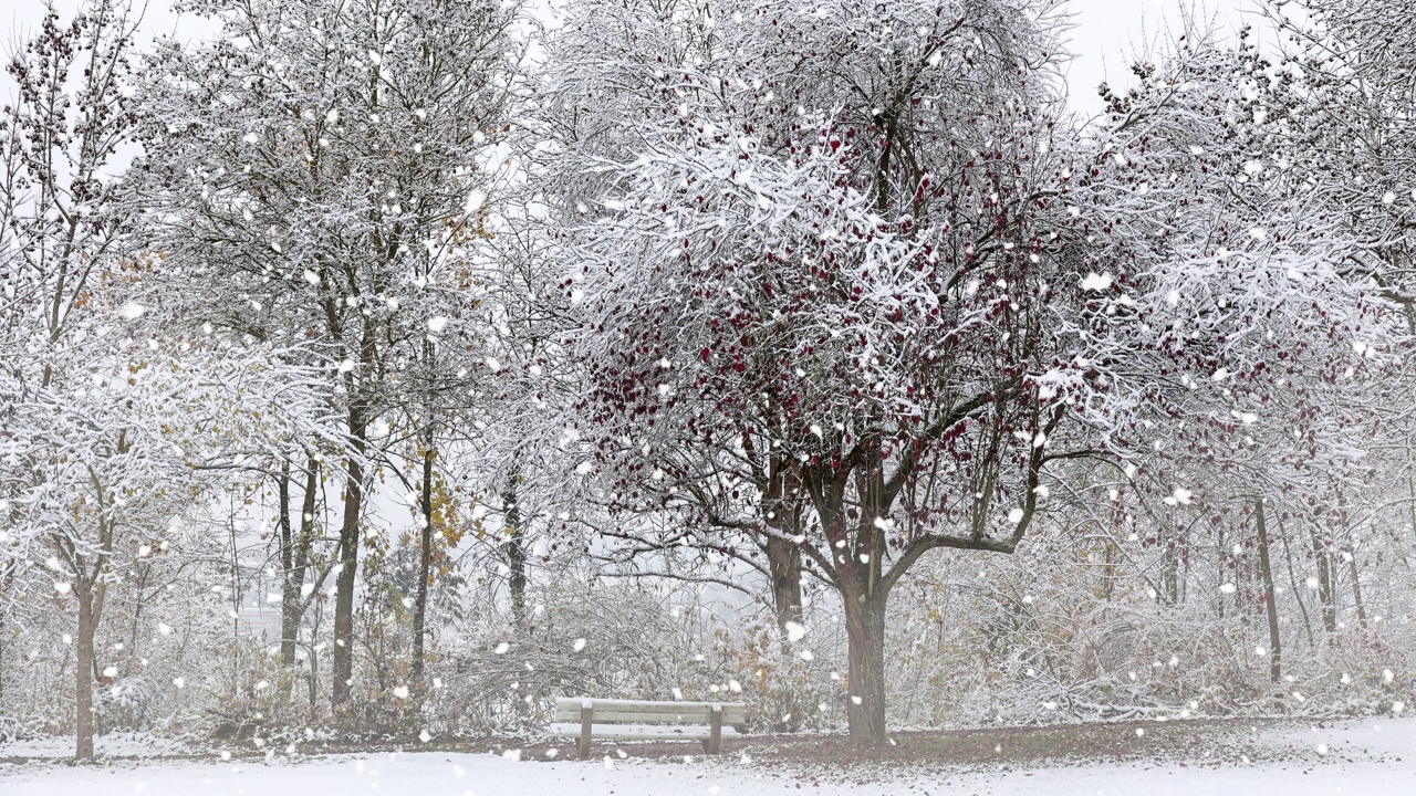 风景与雪覆盖的树木和长凳与雪花视频下载