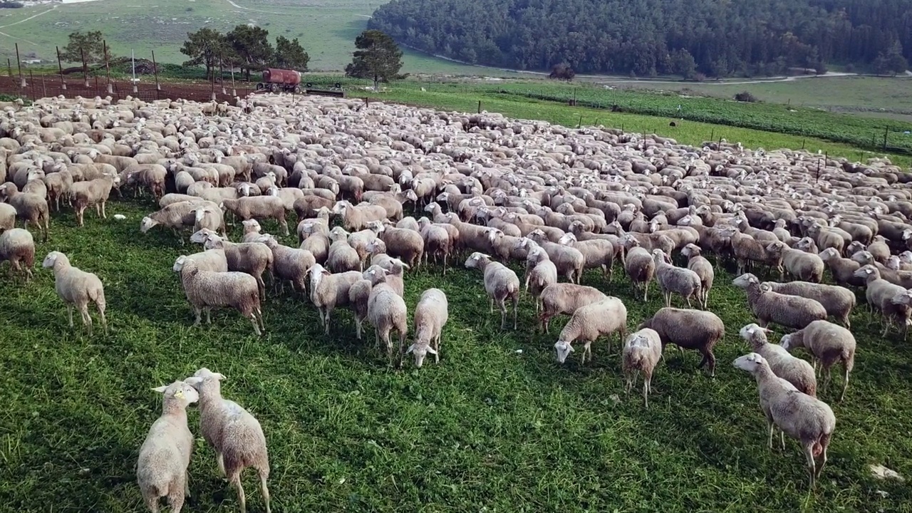 绵羊农场。一群白羊在绿色的风景中吃草。视频素材