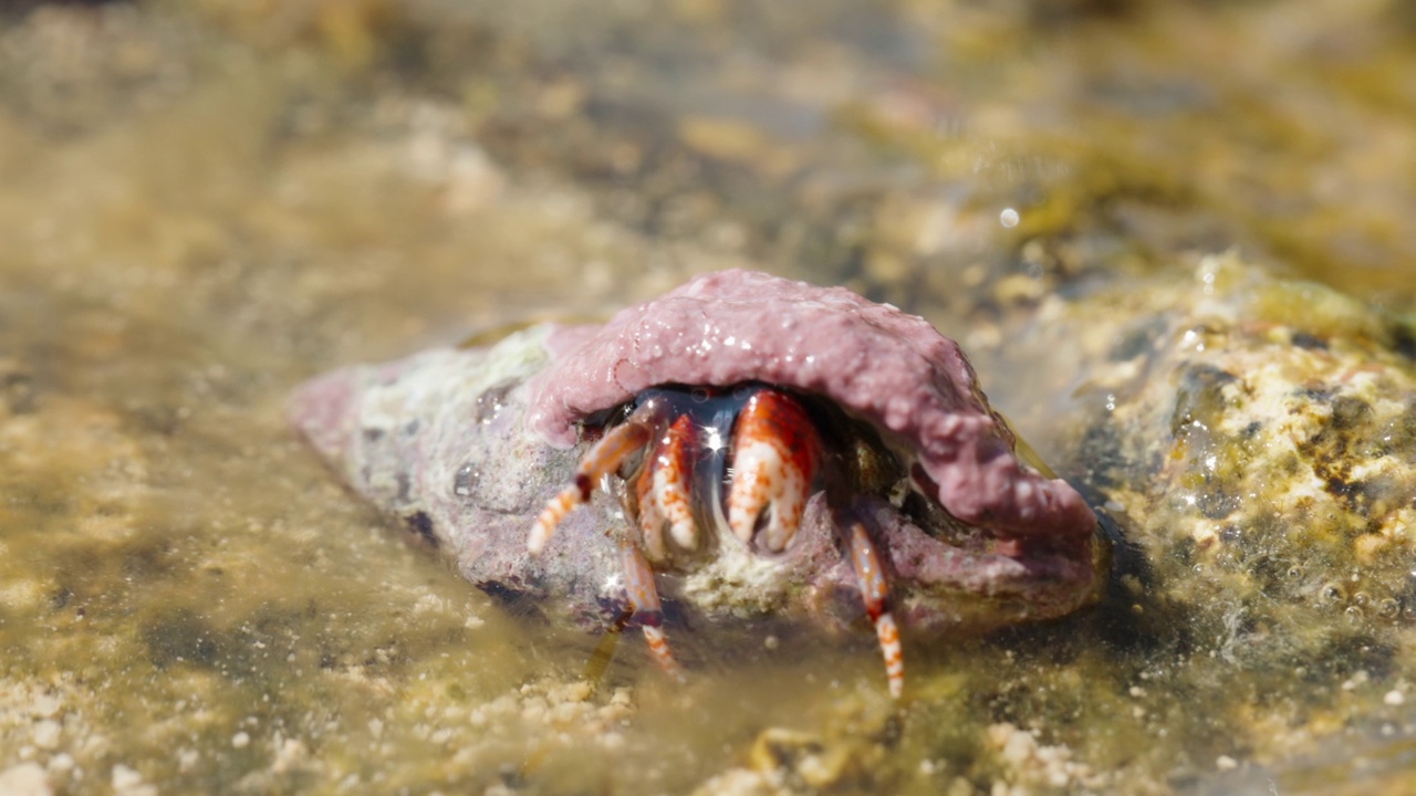 一只小寄居蟹从壳里探出身子，翻开微距摄影视频素材