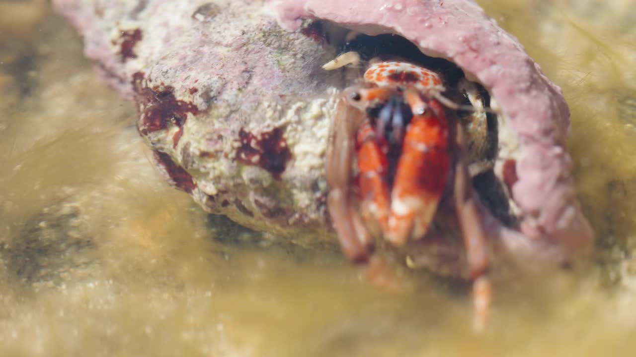 有紫色旧壳的寄居蟹翻转和爬行，超级宏观视频素材