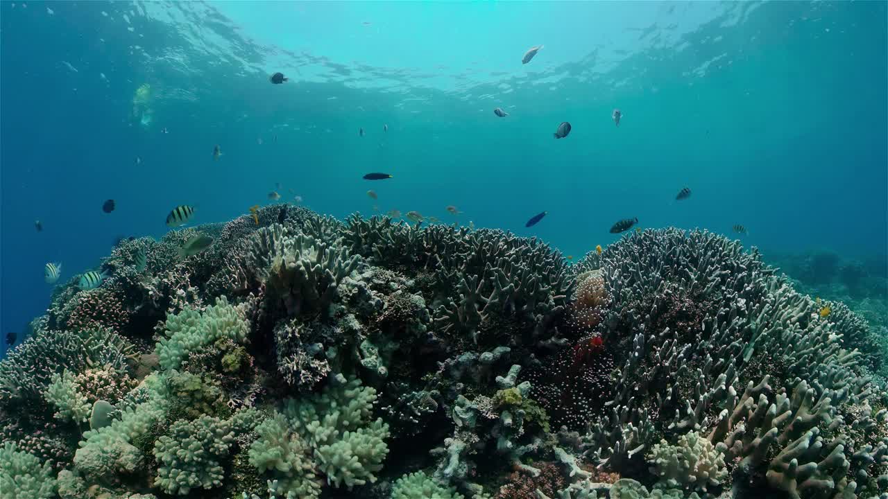 水下有鱼的珊瑚礁。菲律宾。视频下载