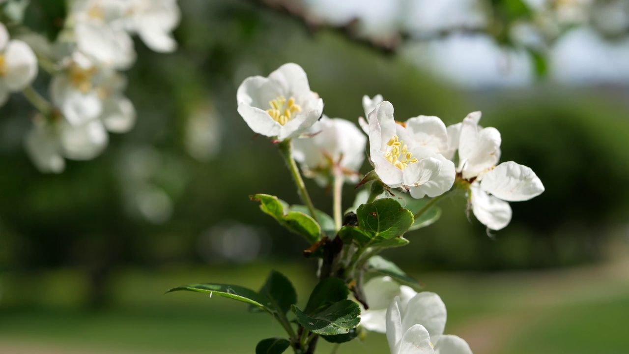 早春盛开的苹果园。视频素材