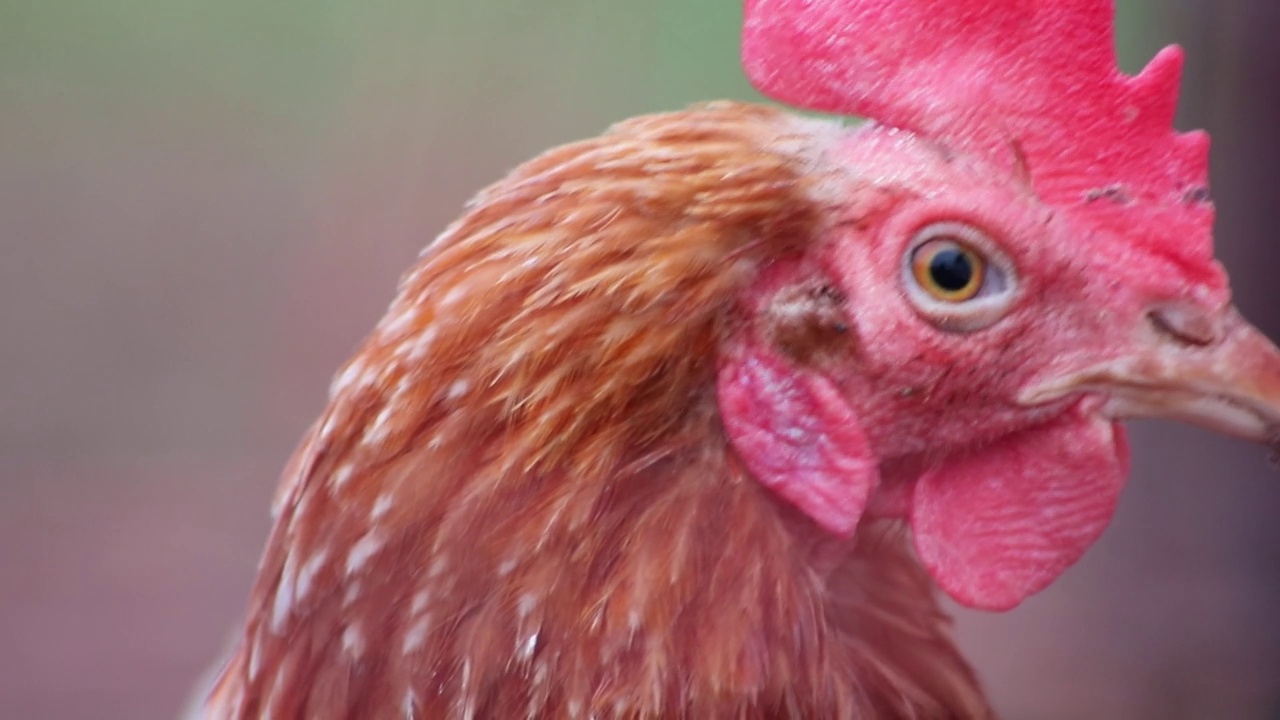 母鸡的头在特写宏观视图显示红色鸡冠和棕色羽毛与鸡喙细心母鸡好奇地看着有机农场与自由放养农场为快乐的鸡养殖养殖视频素材