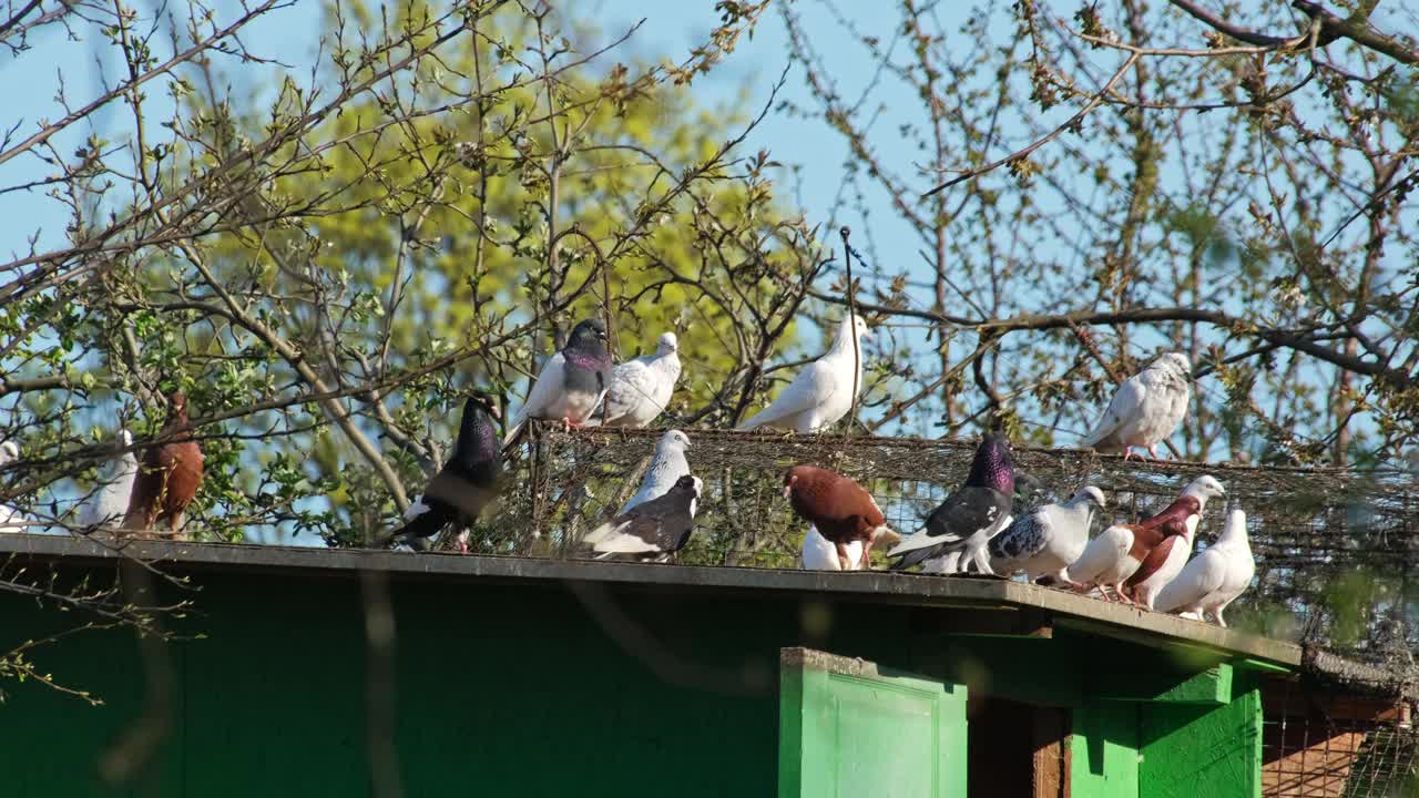 鸽群坐在屋顶鸟笼上视频下载