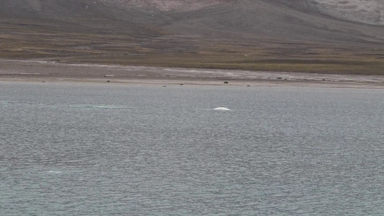 白鲸视频素材