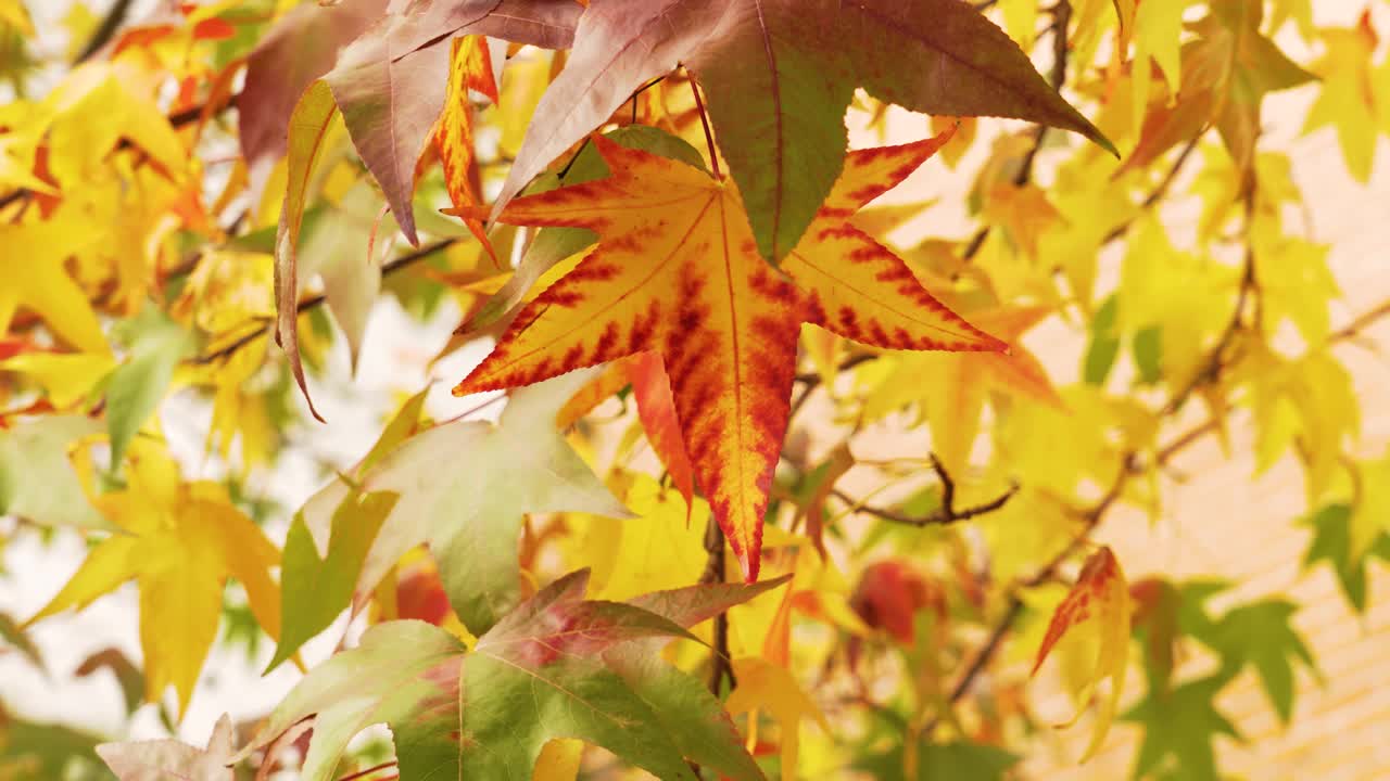 多彩的秋叶色彩。美国枫香视频下载