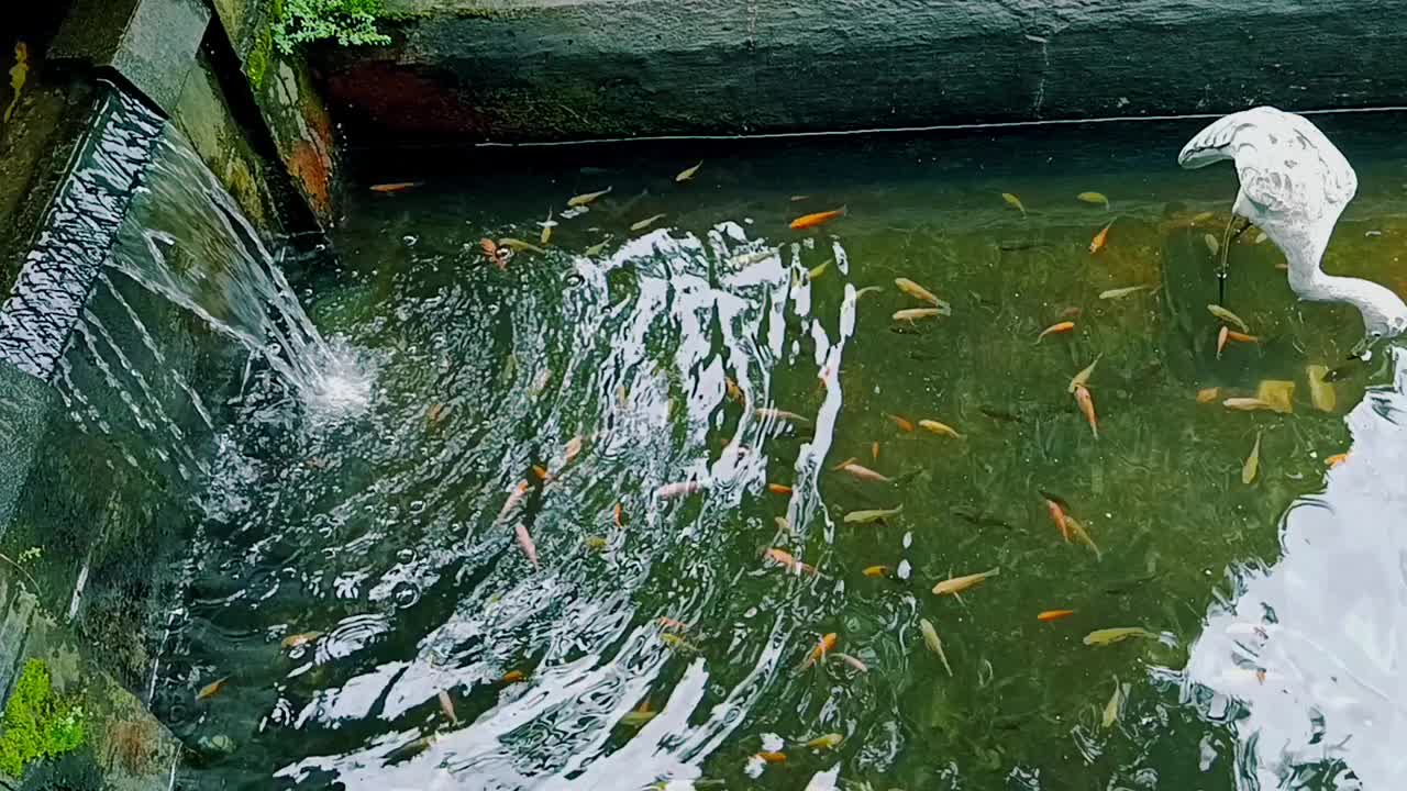 极简主义的锦鲤鱼塘，长方形池塘带小瀑布，适合房子的后院视频下载